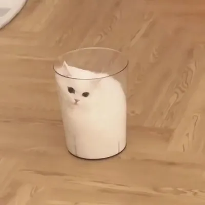 Котов Платон